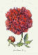 [To Image Page]
