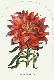 [To Image Page]