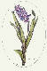 [To Image Page]