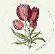 [To Image Page]